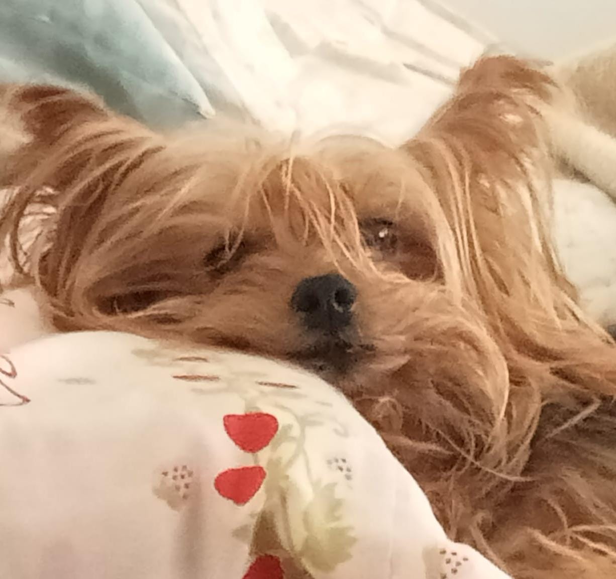 Alumnos Cáidos del IPN